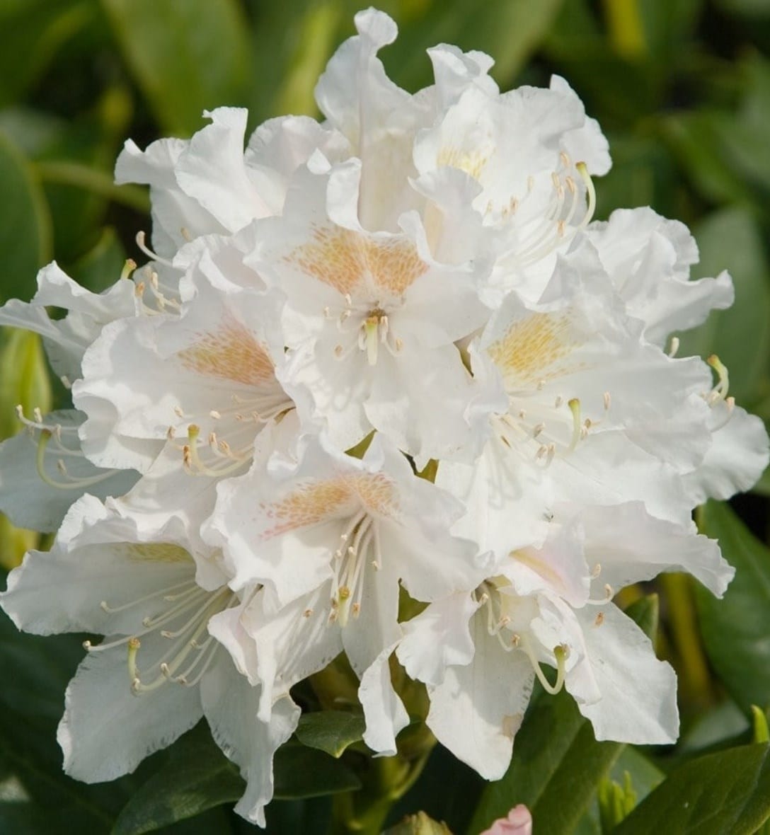 Mature shrubs