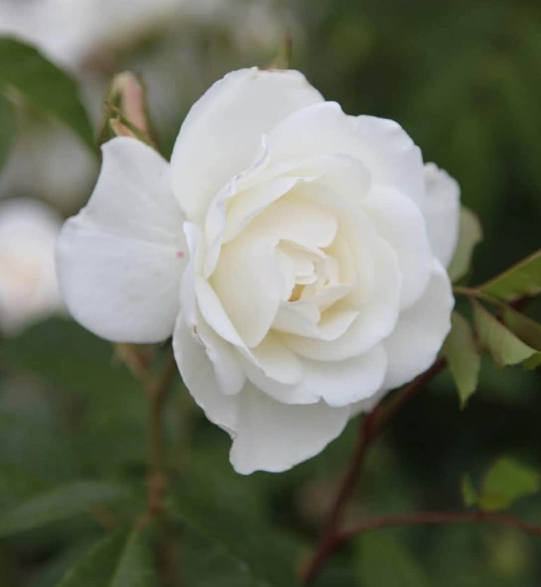 Roses