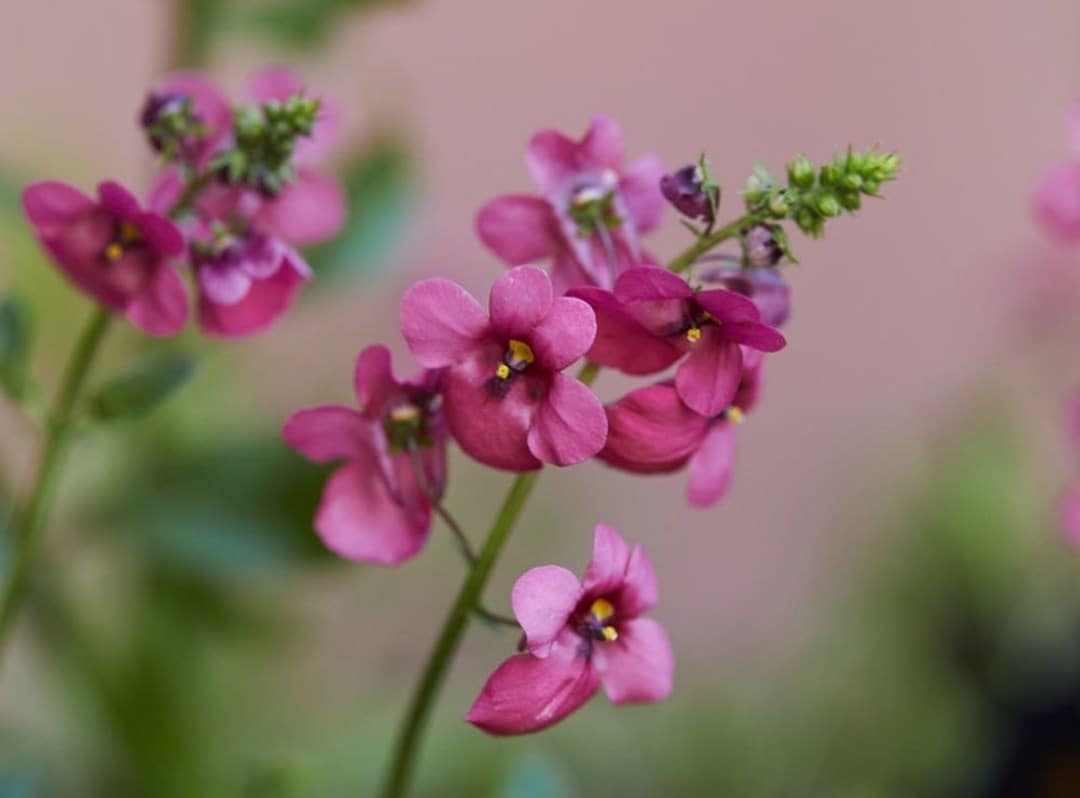 Garden-ready size