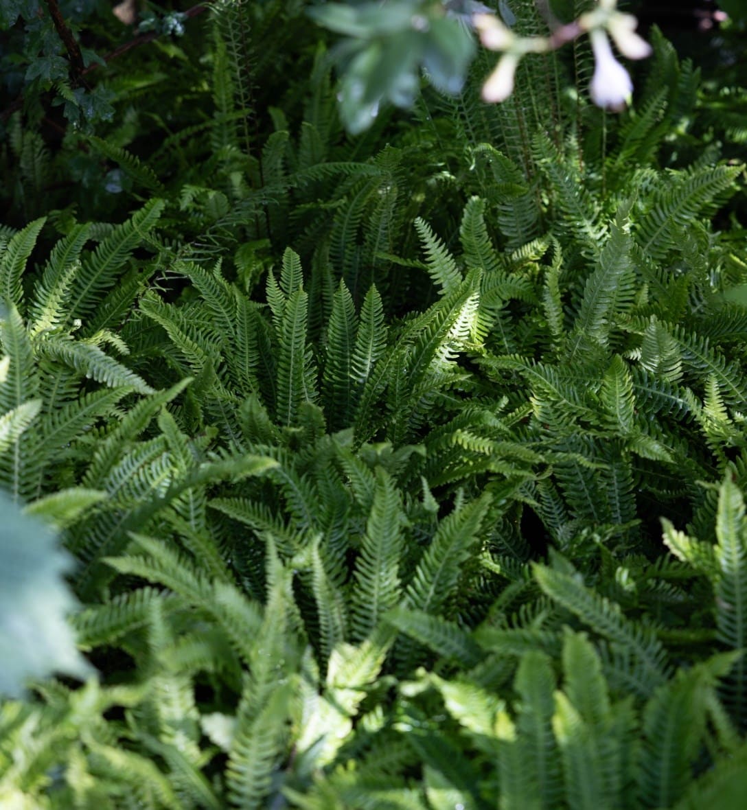 Ferns