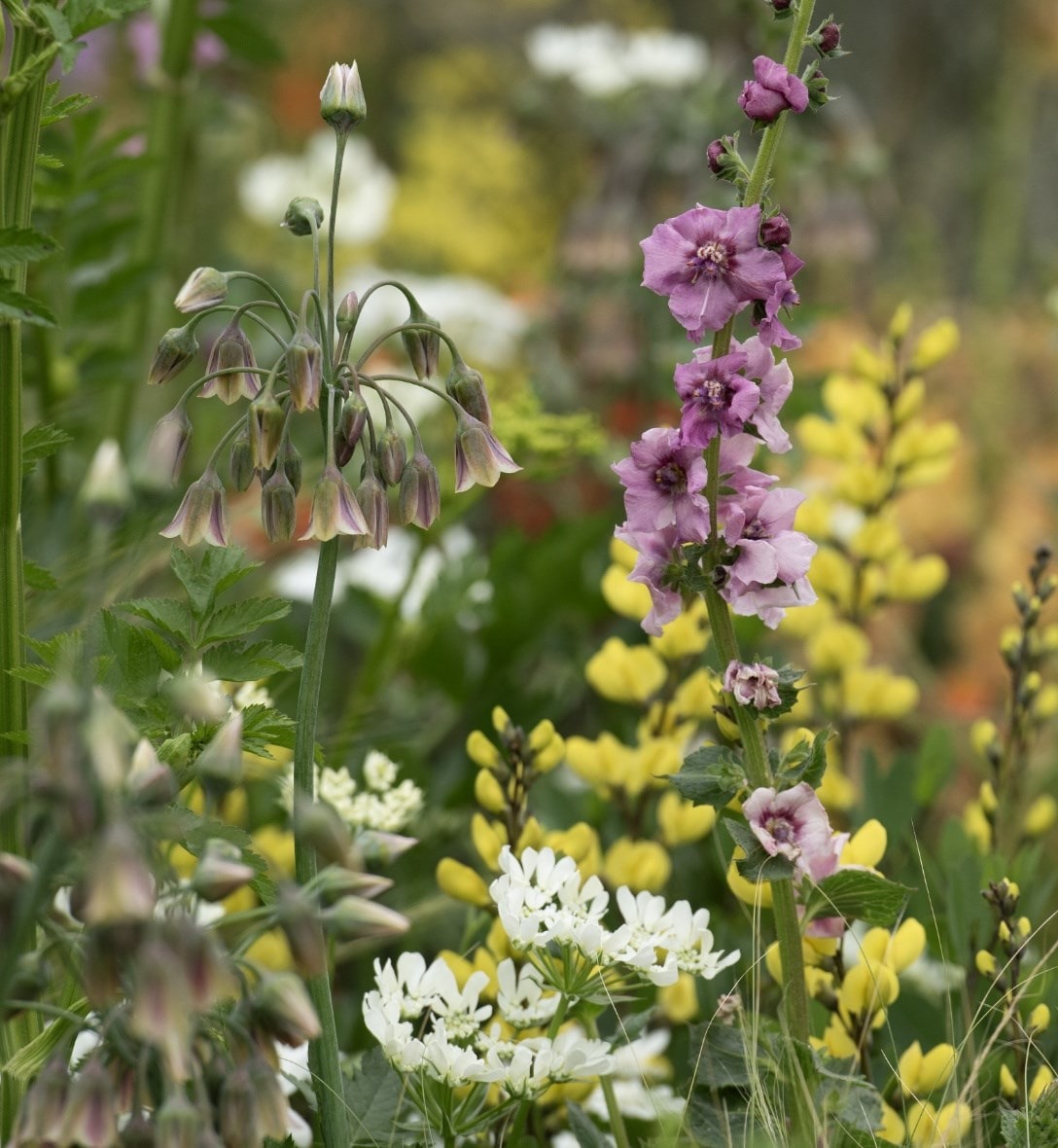 Perennials