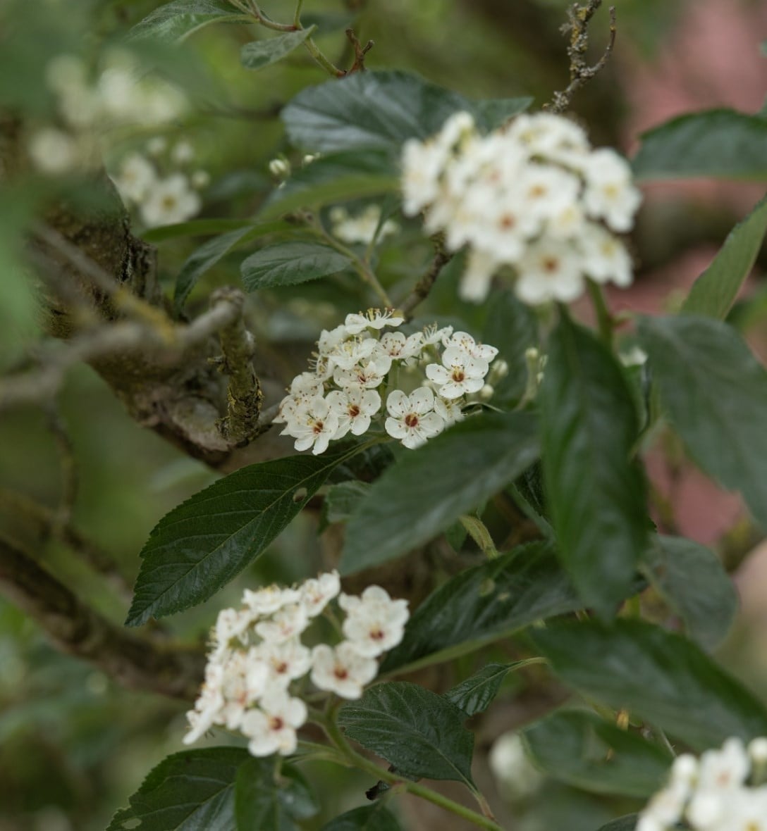 Shrubs