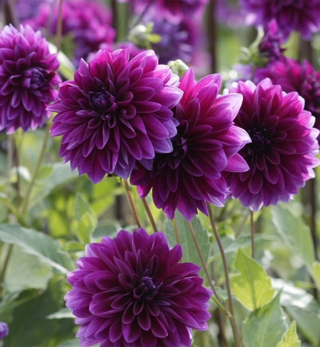 Potted dahlias