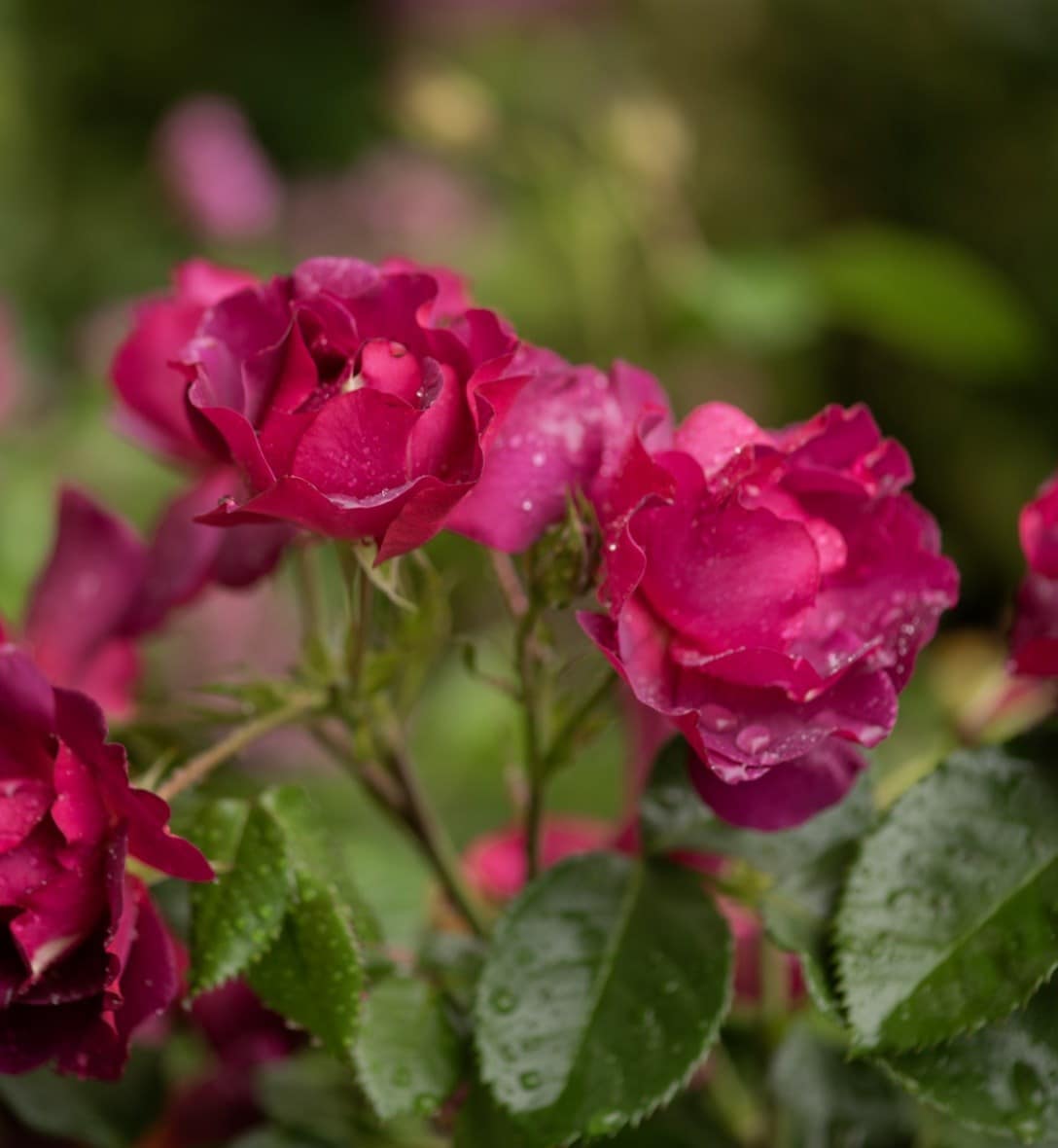 Roses