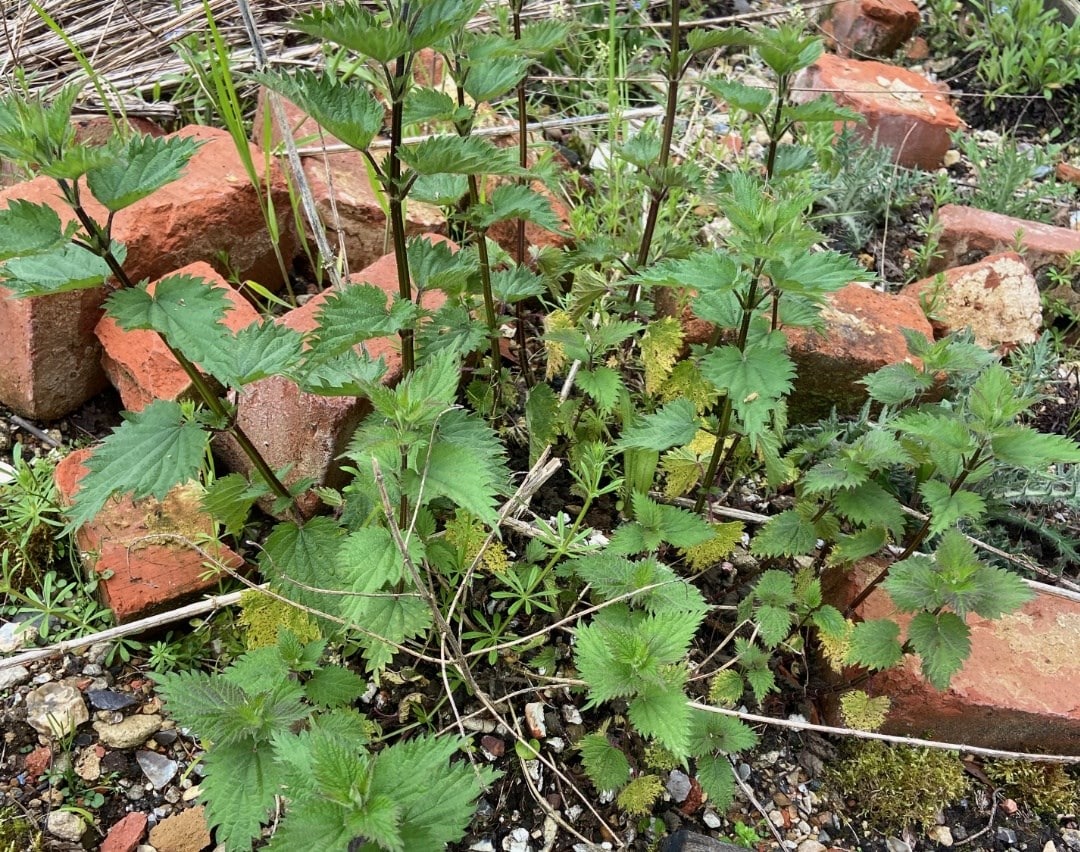 3 ways to welcome nature into your garden