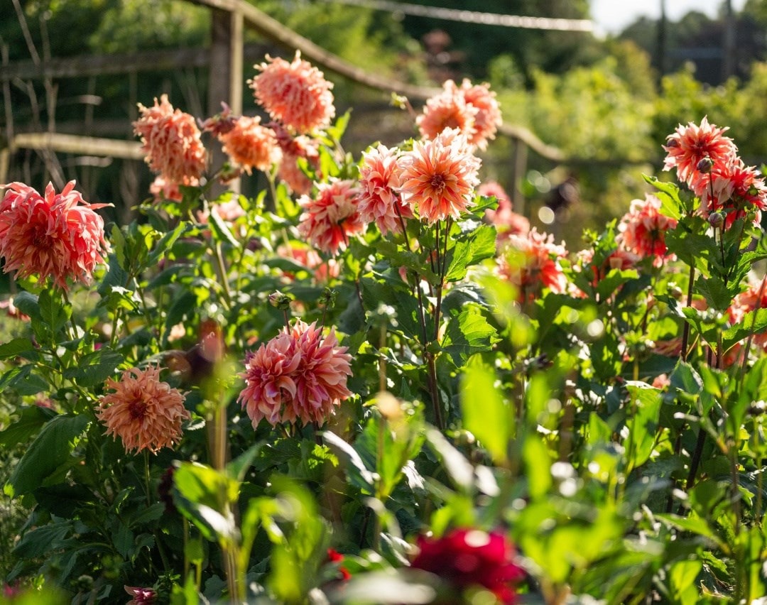 June in the garden