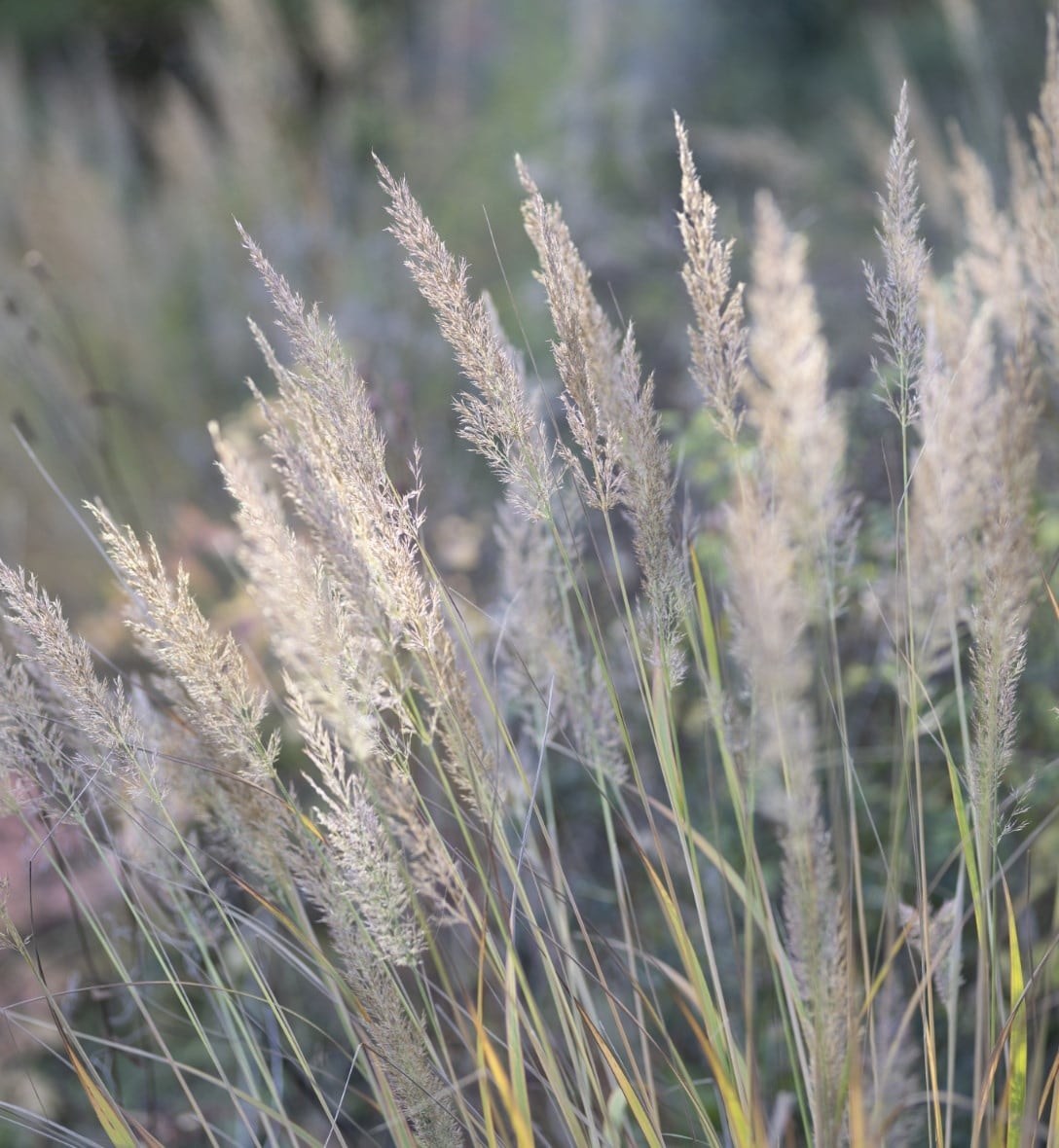 Grasses