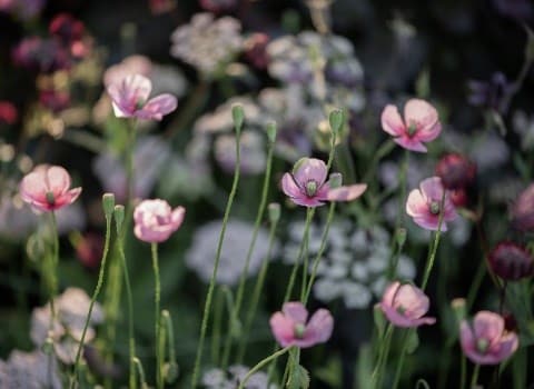 Great summer gardens are planted now
