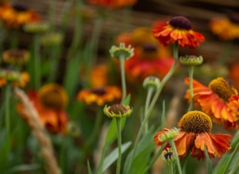 Spring bulbs