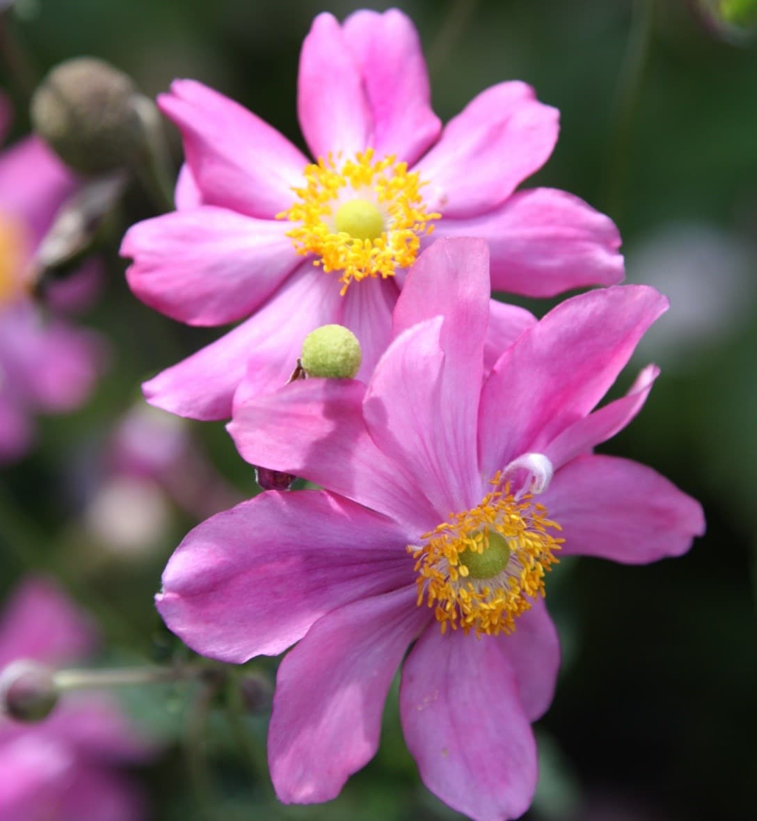 Perennials