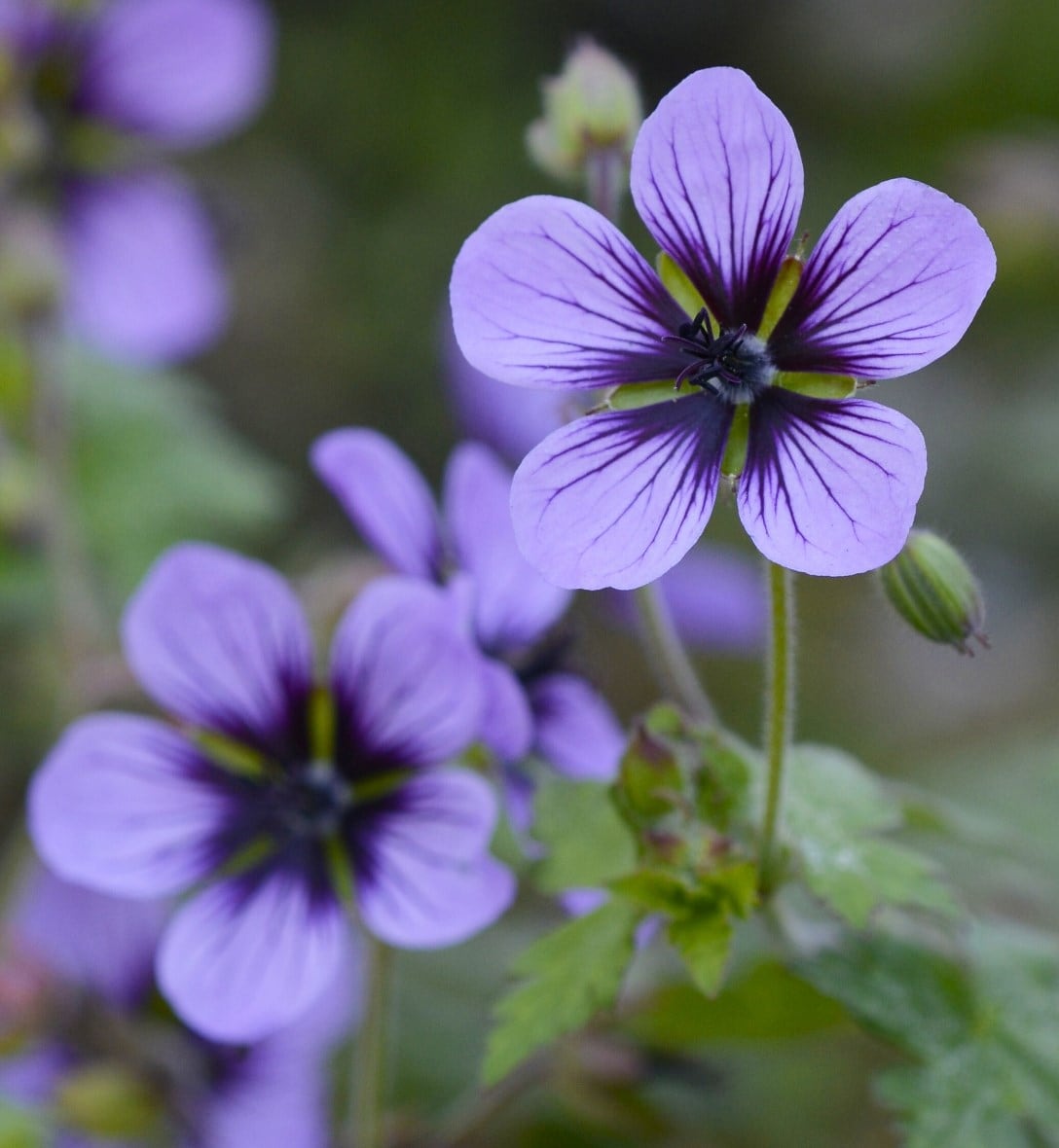 Hardy geraniums