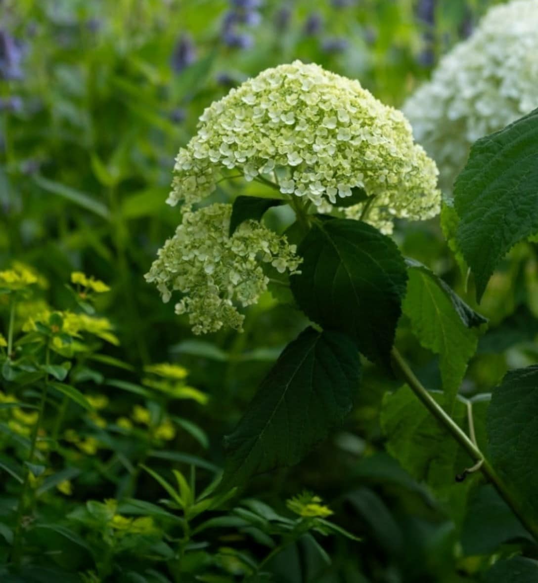 Hydrangeas