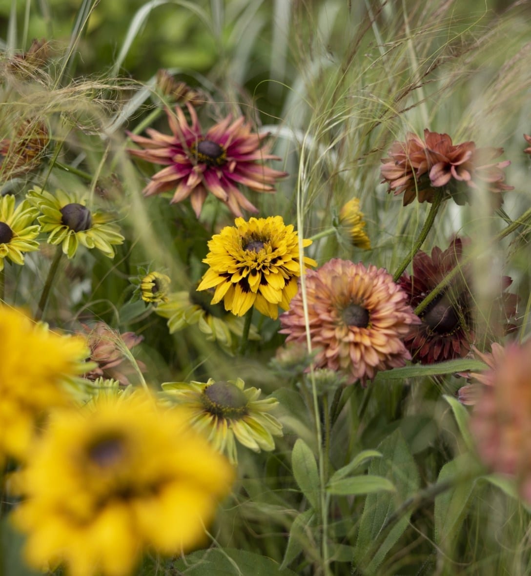 Rudbeckia