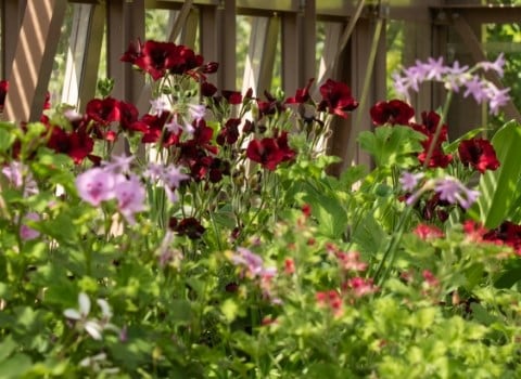 Great summer gardens are planted now