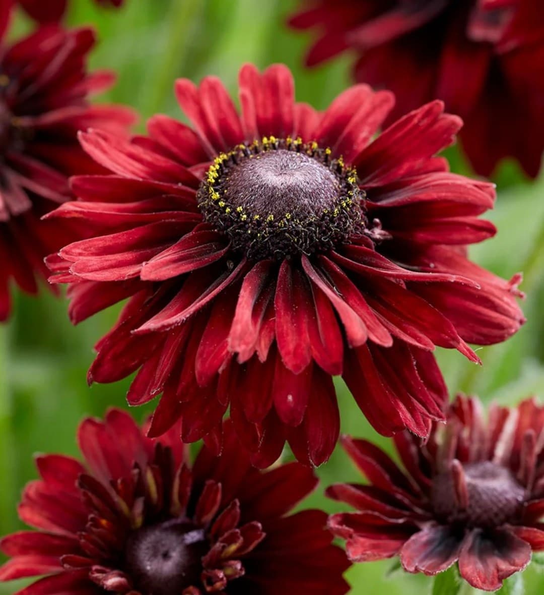 Bedding plants
