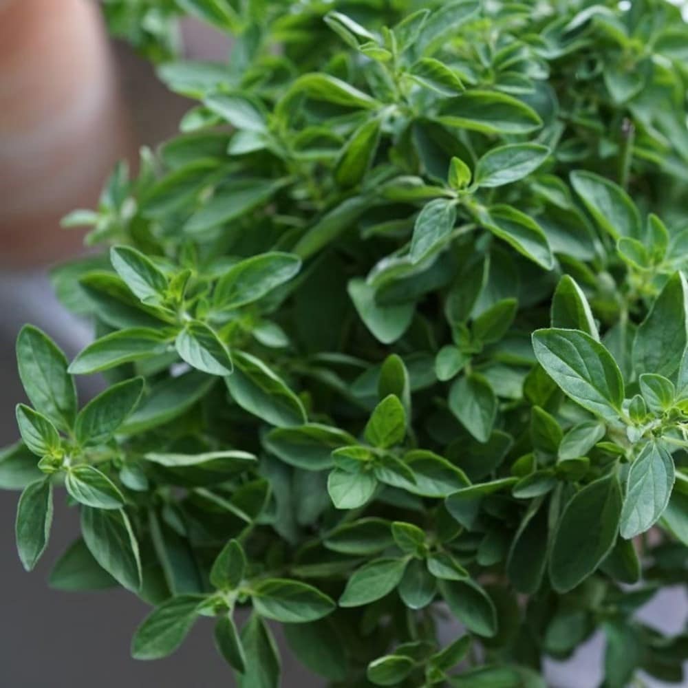 Fruit & herbs