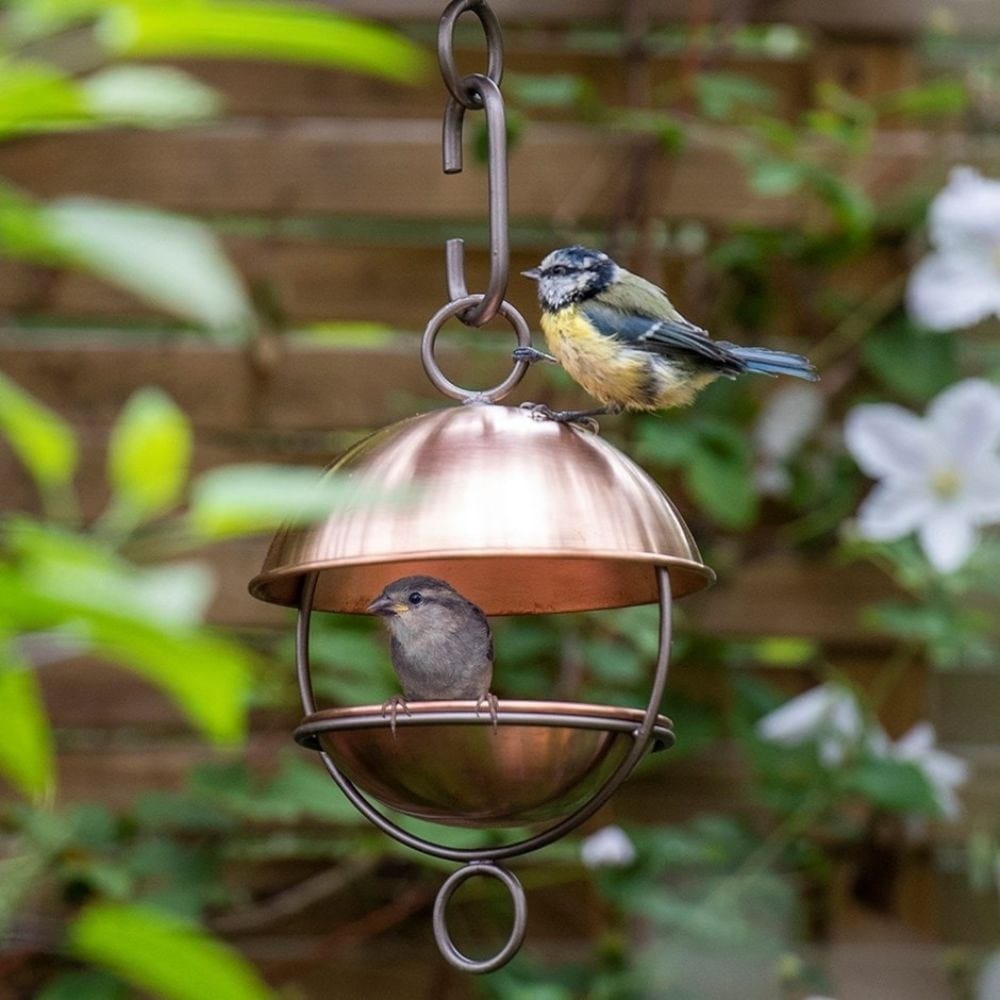 Bird care & wildlife