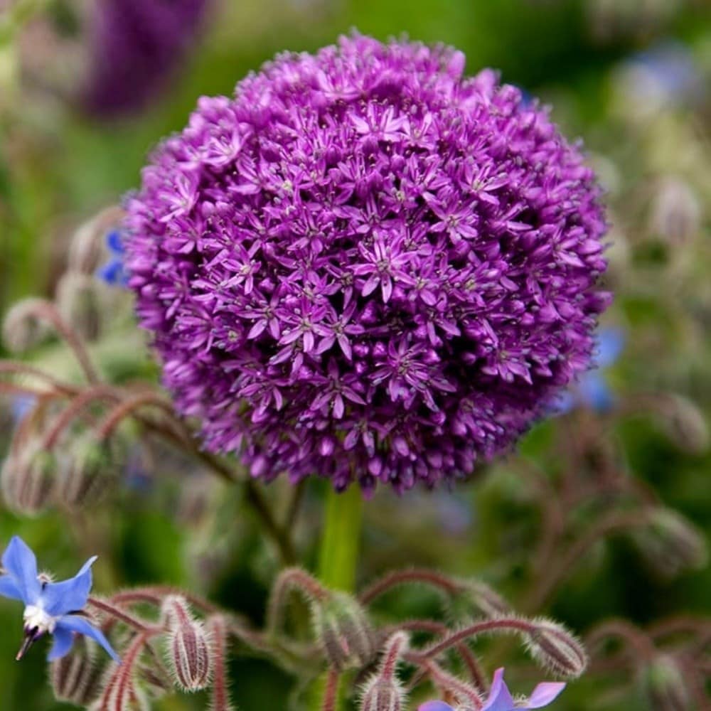 Allium bulbs