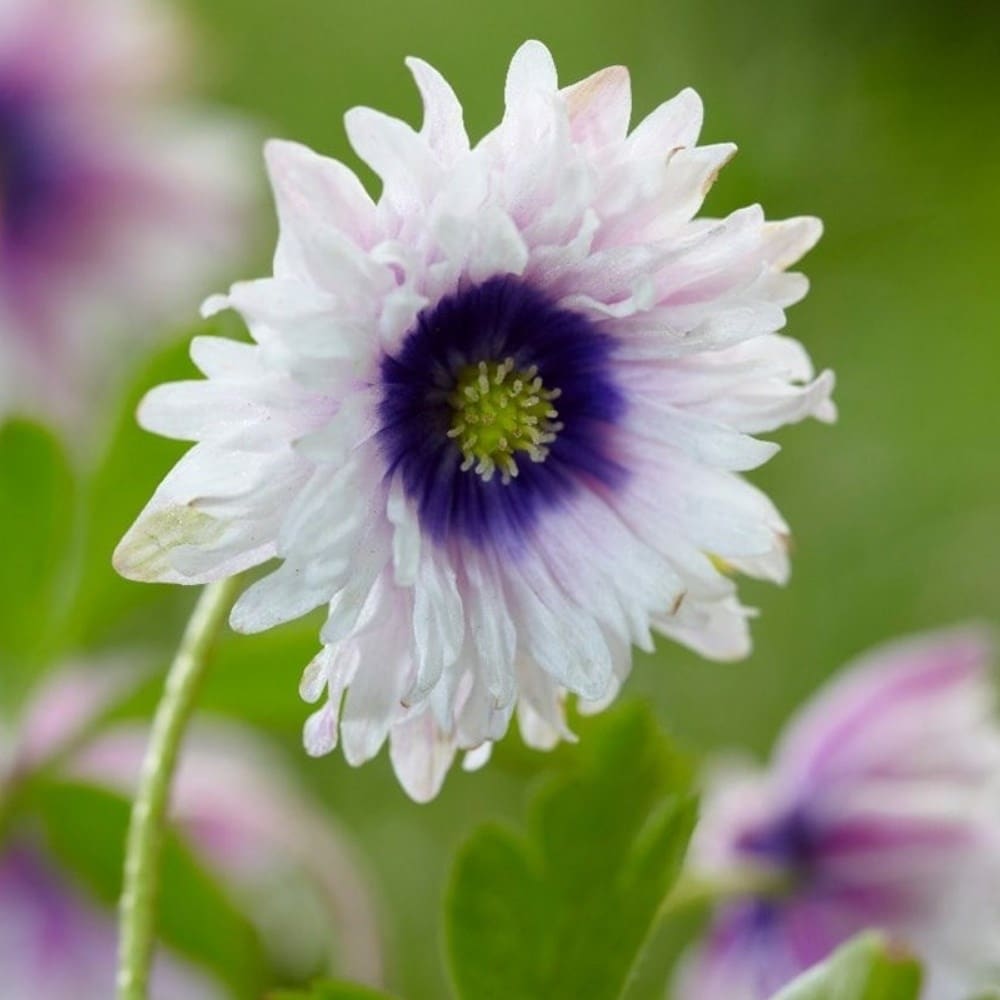 Anemone bulbs