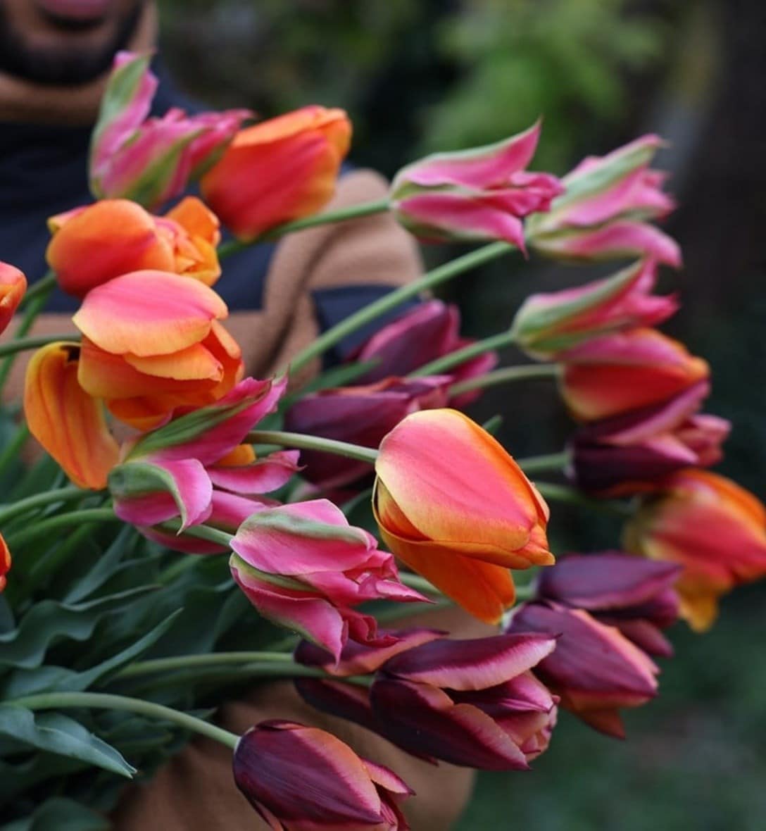 Bulb collections