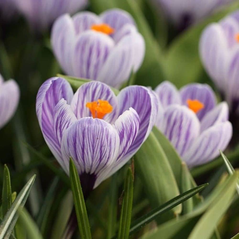 Crocus bulbs