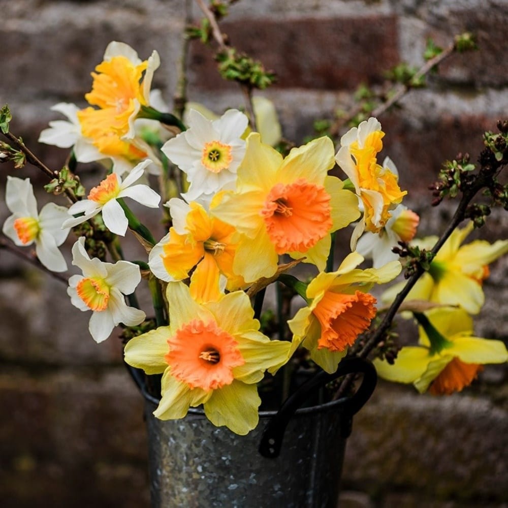 Daffodil bulbs