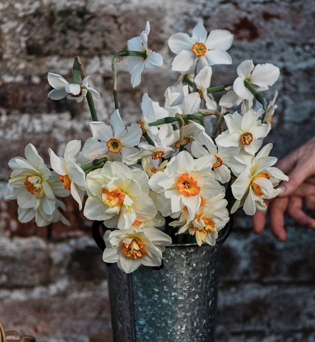 Daffodil bulbs