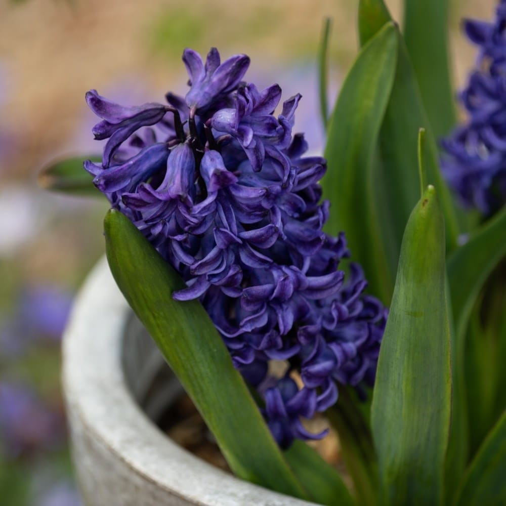 Hyacinth bulbs