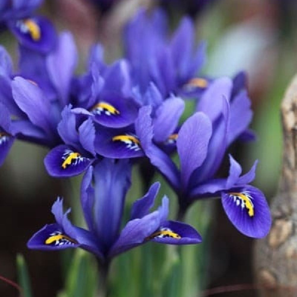 Iris bulbs