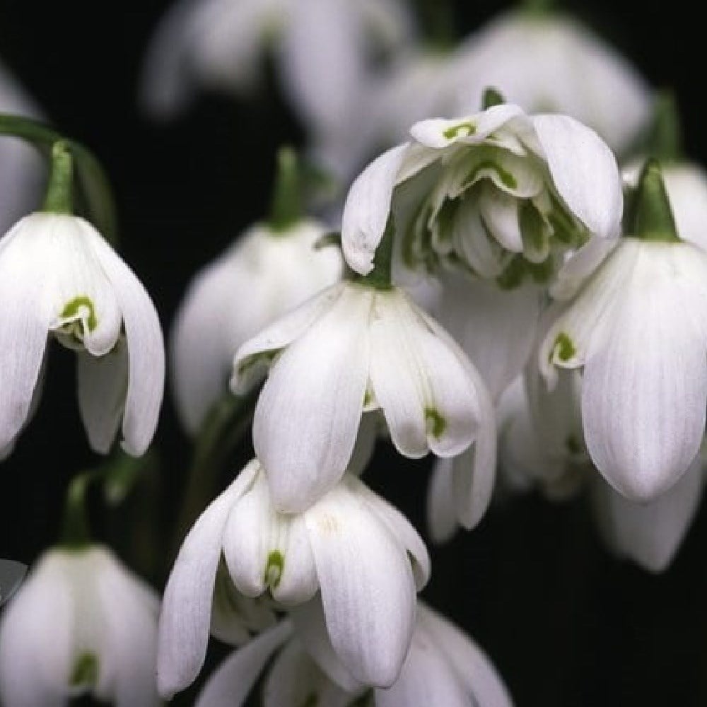 Snowdrop bulbs