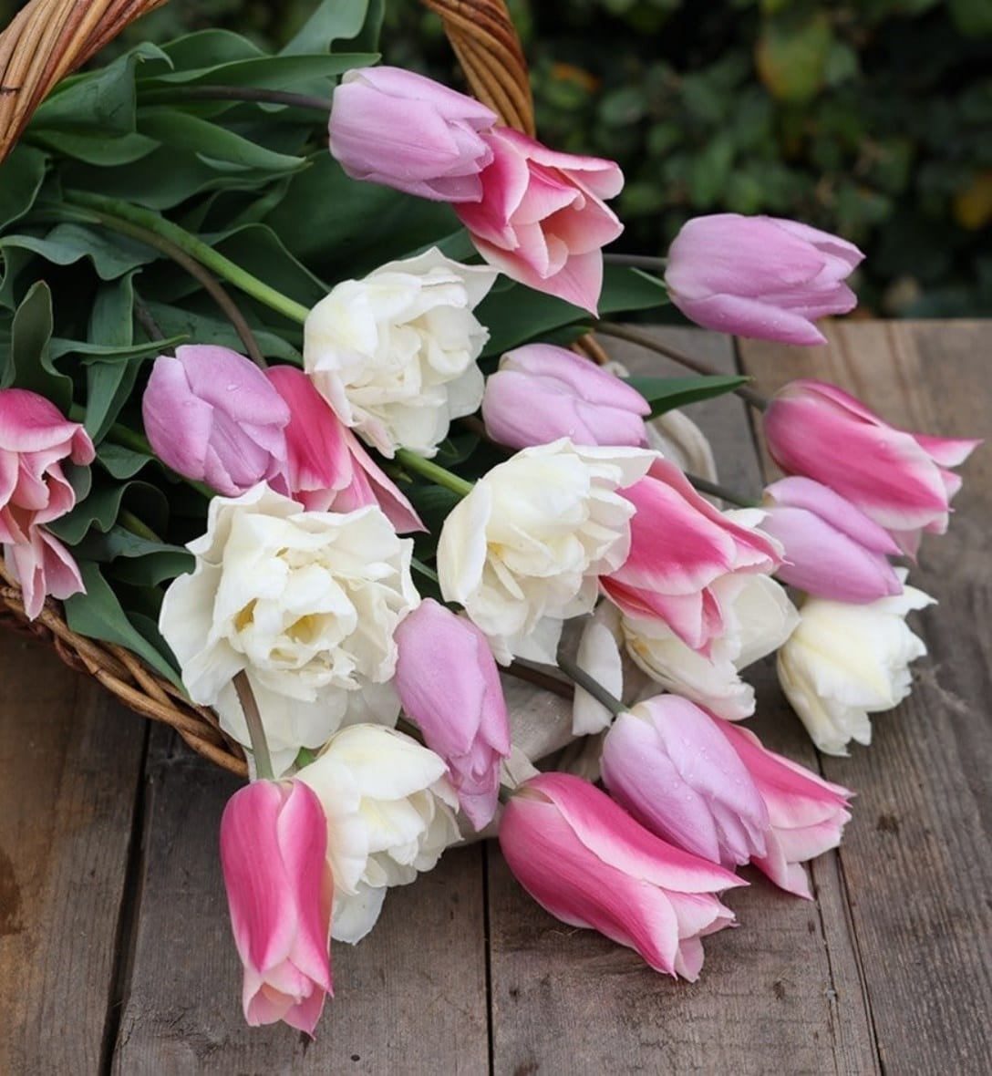 Classic tulips