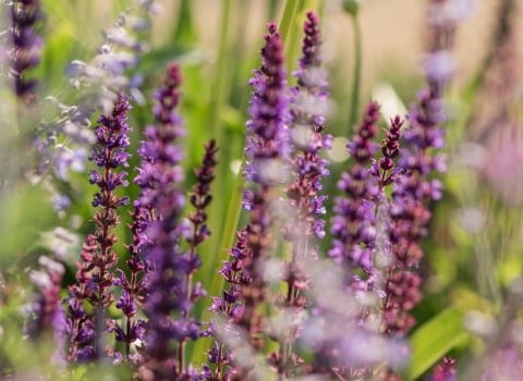 Great summer gardens are planted now