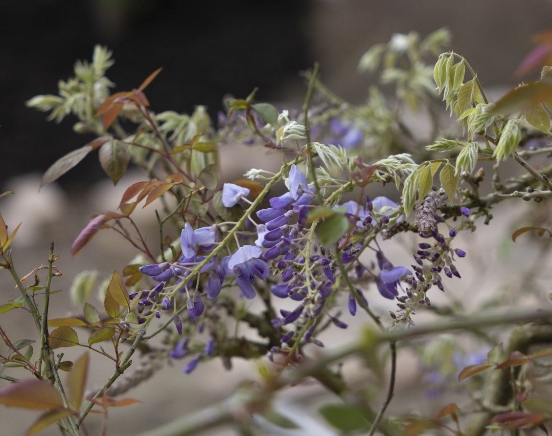 July in the garden