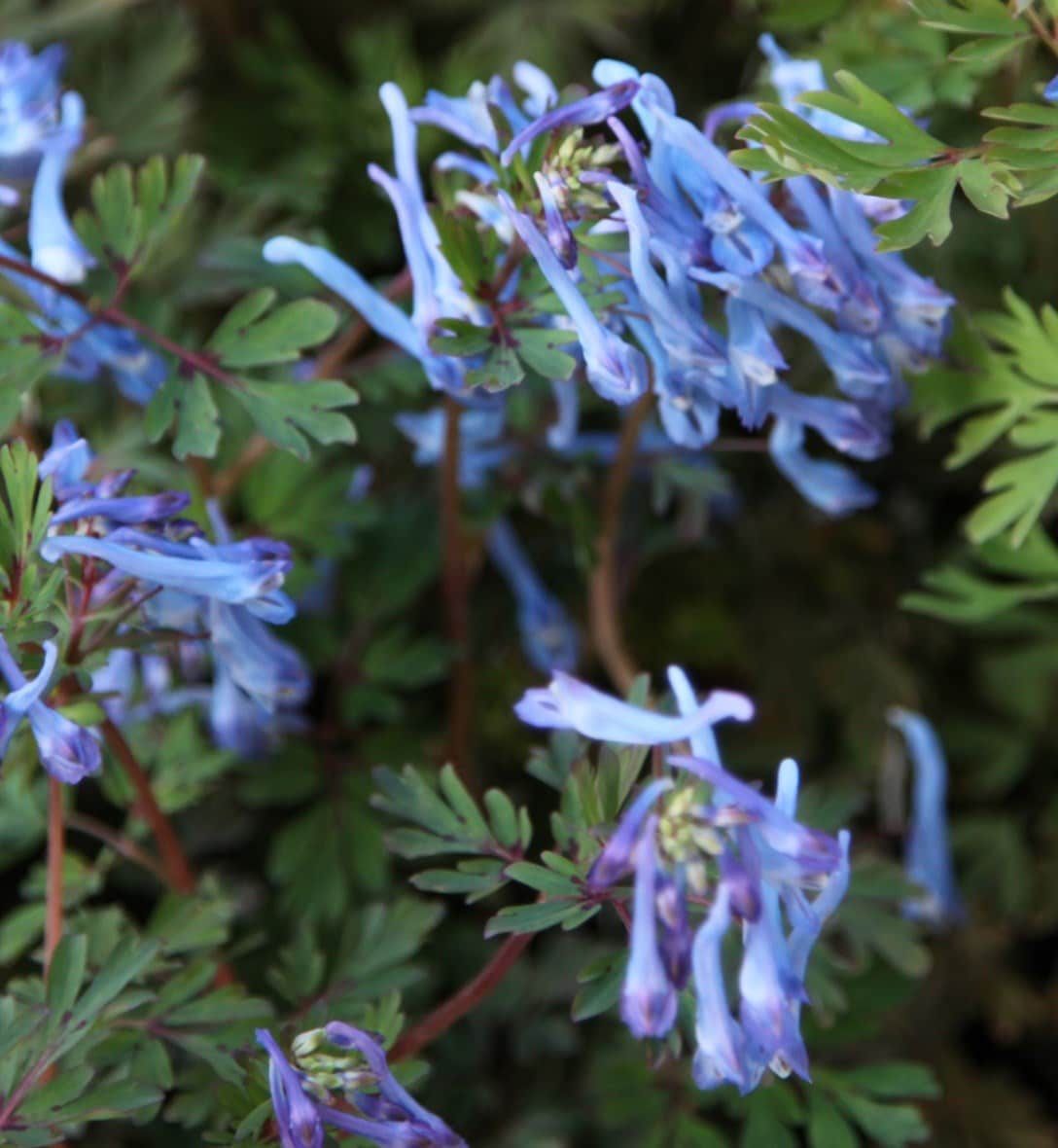Alpines & rockeries
