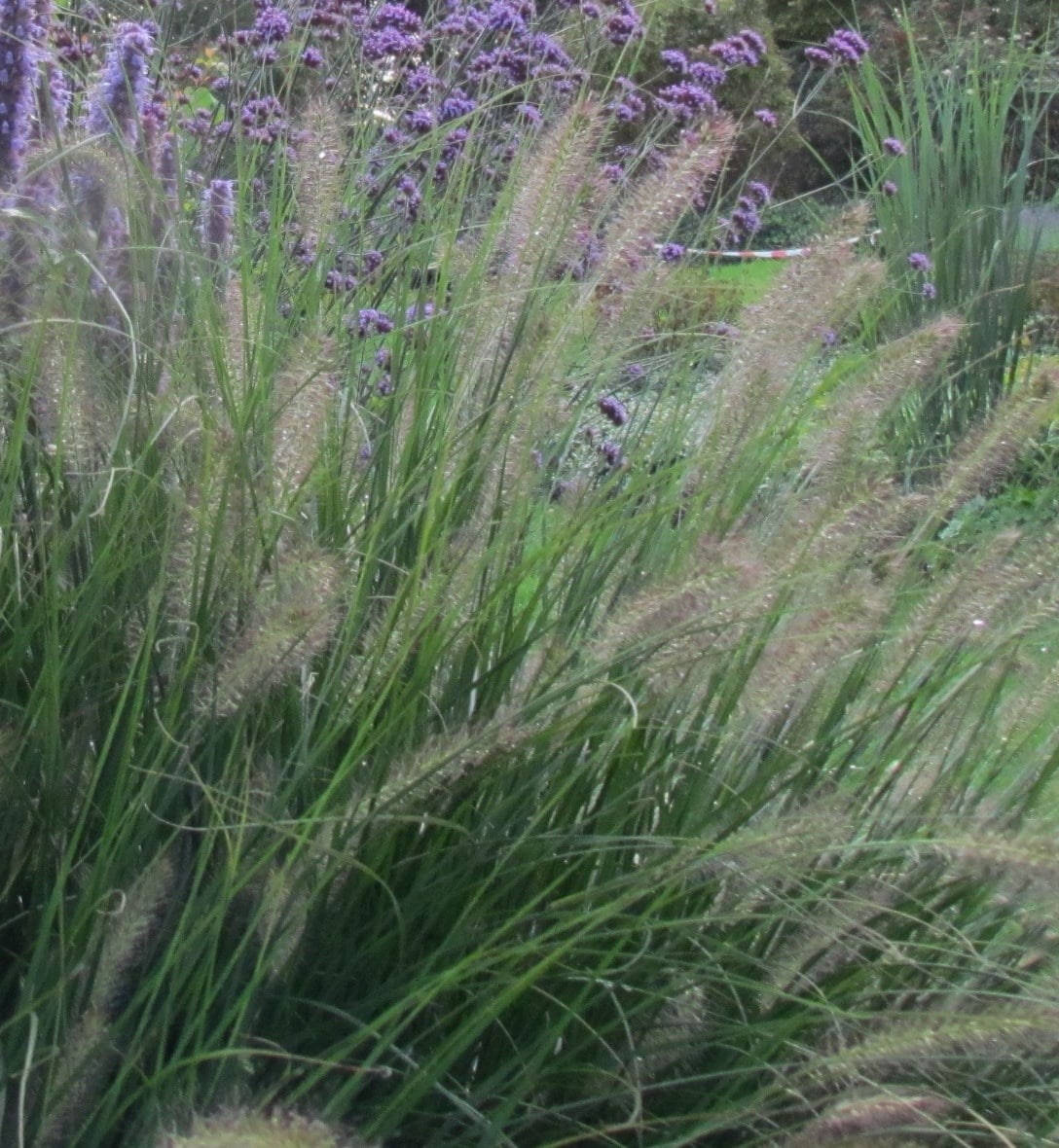 Grasses