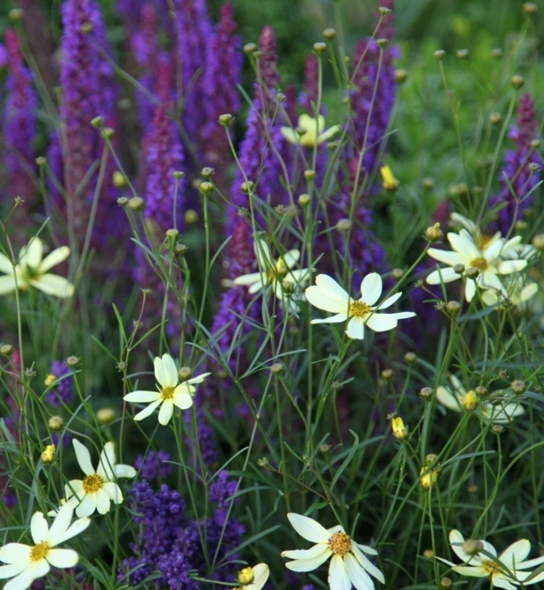Perennials