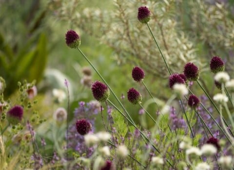 Architectural alliums