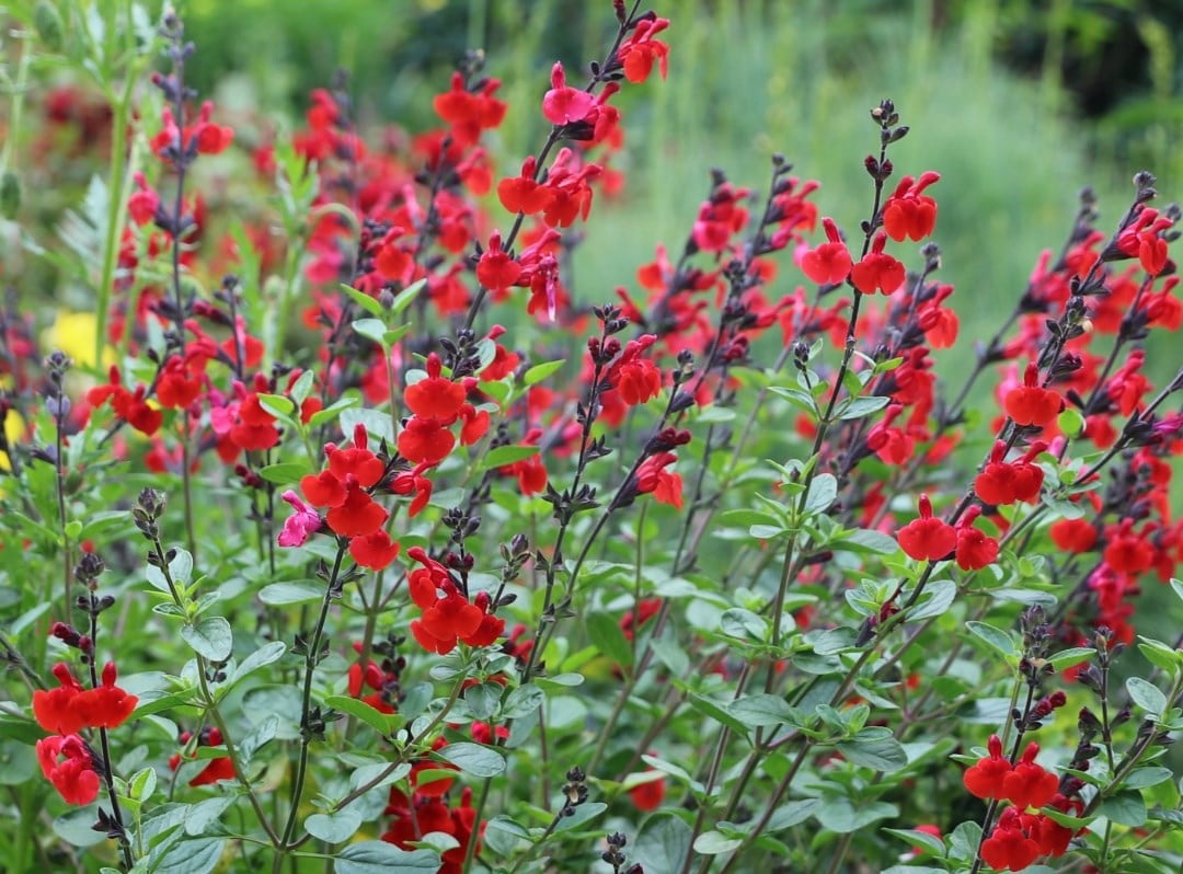 Sensational Salvia
