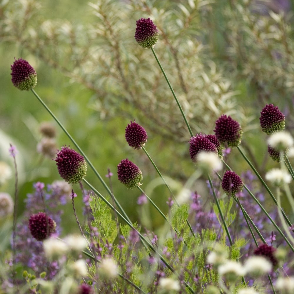 Allium bulbs