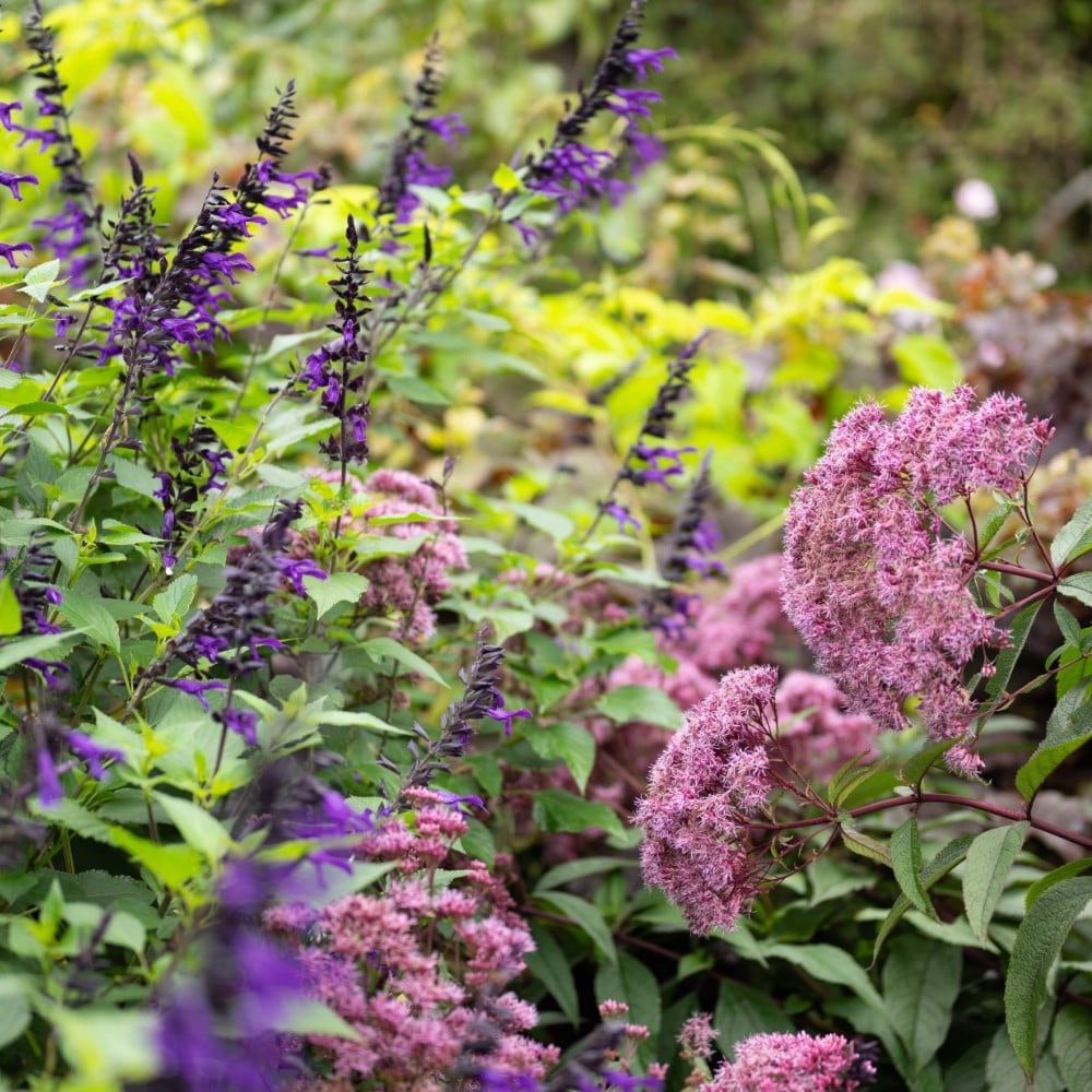 Late summer colour