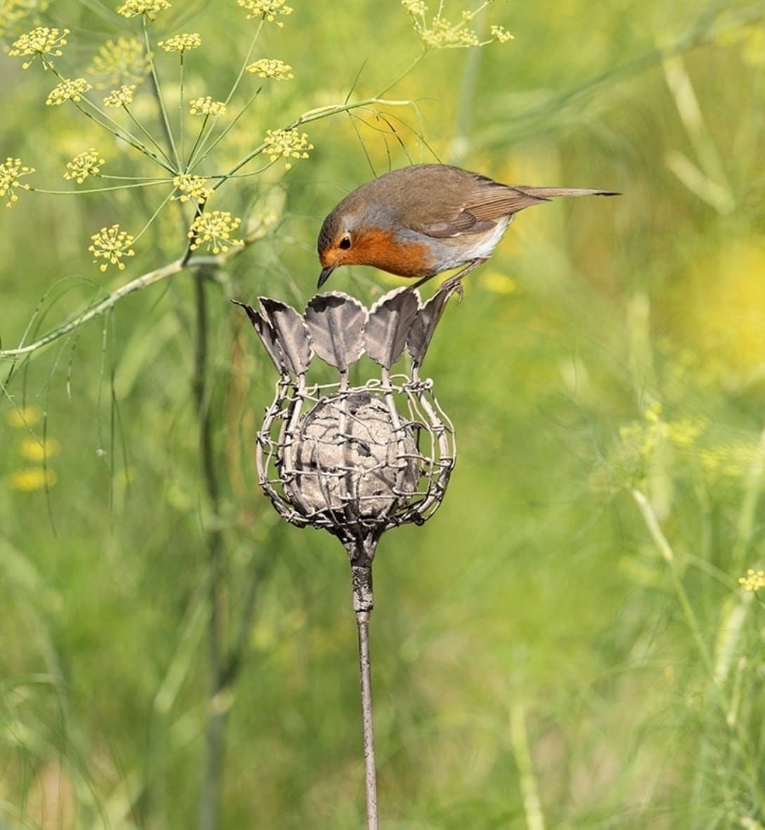 Birdcare & wildlife