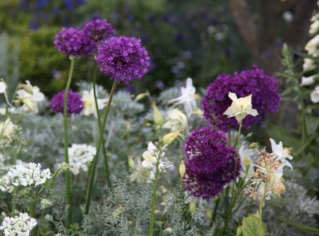 Allium bulbs