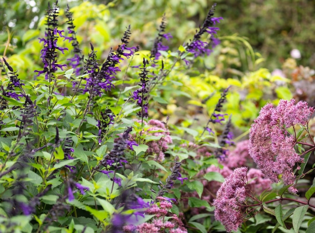 Late summer colour