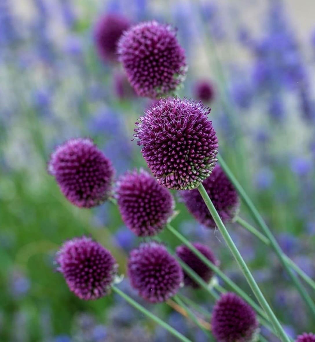 Alliums