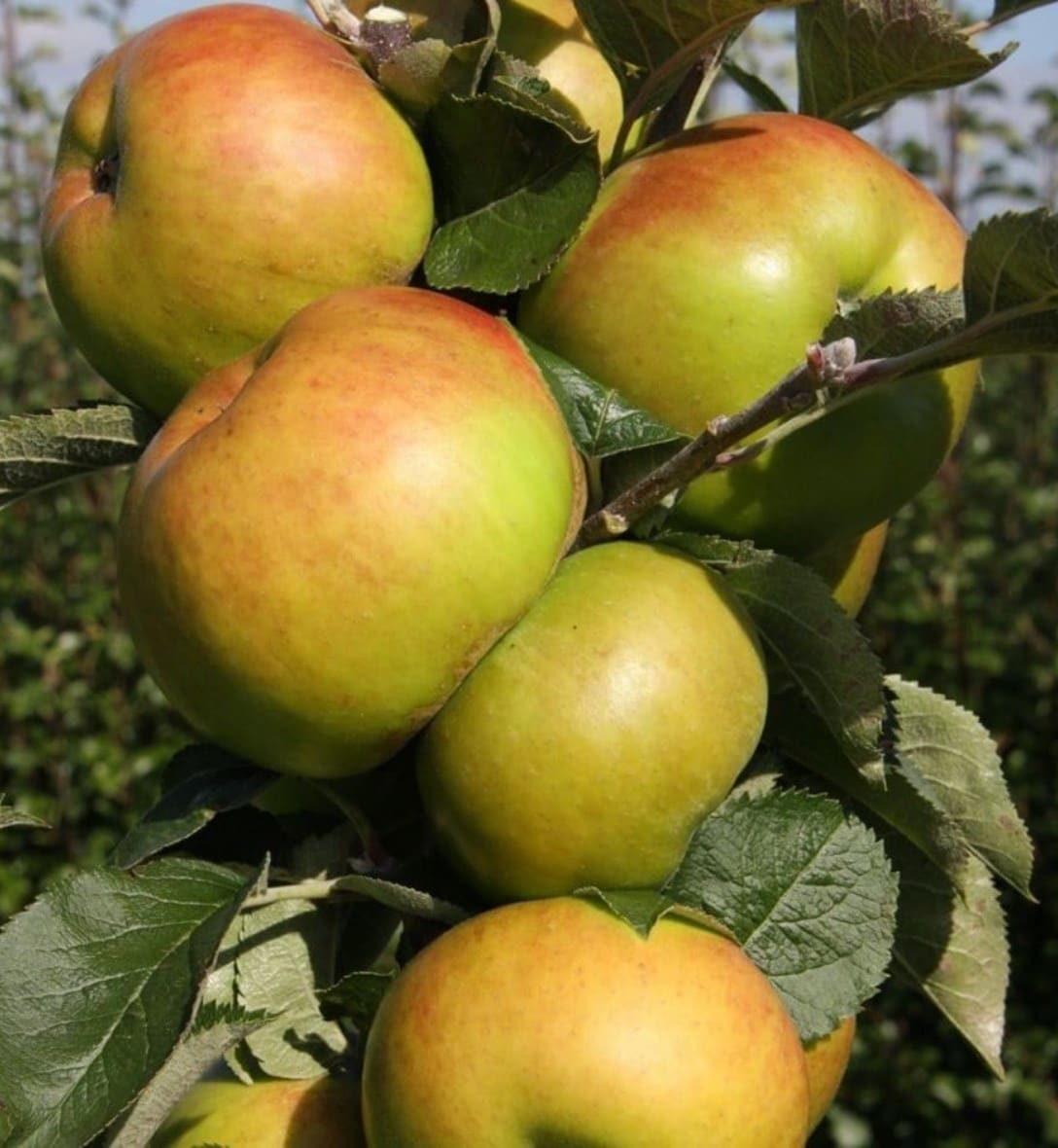 Fruit trees