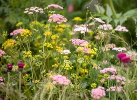 Late summer colour