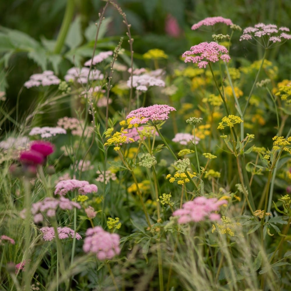 All plants