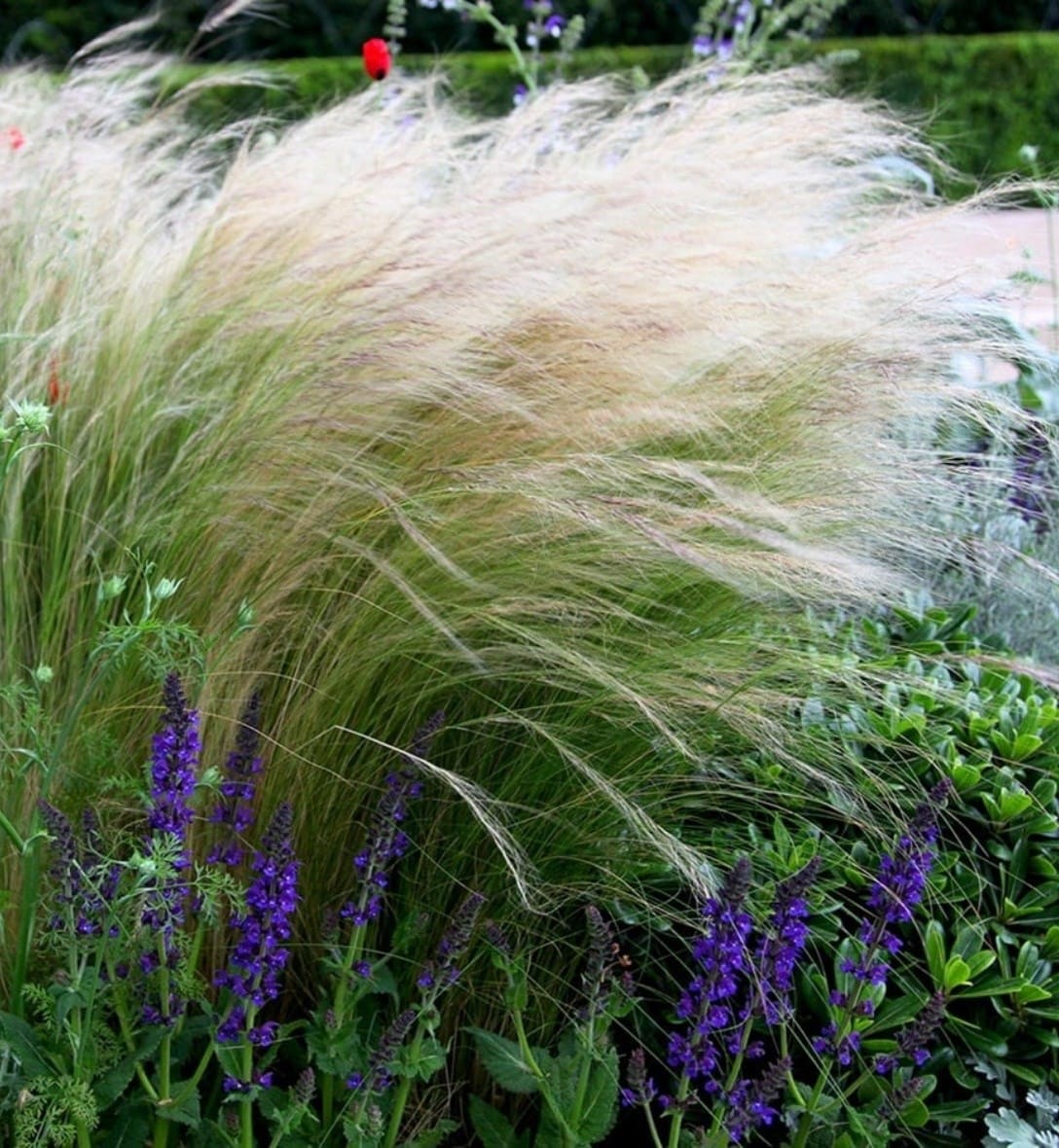 Grasses