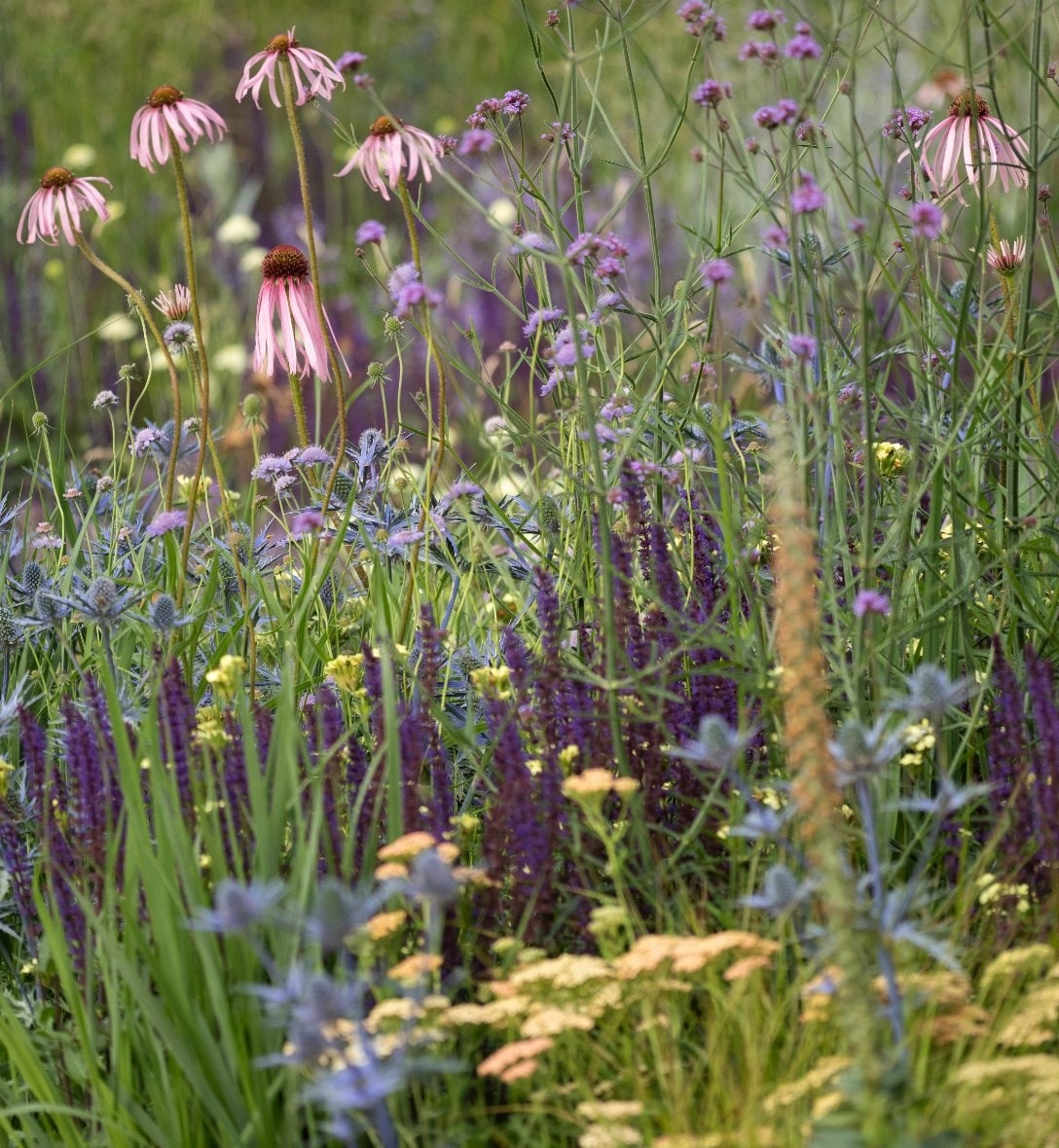 Perennials