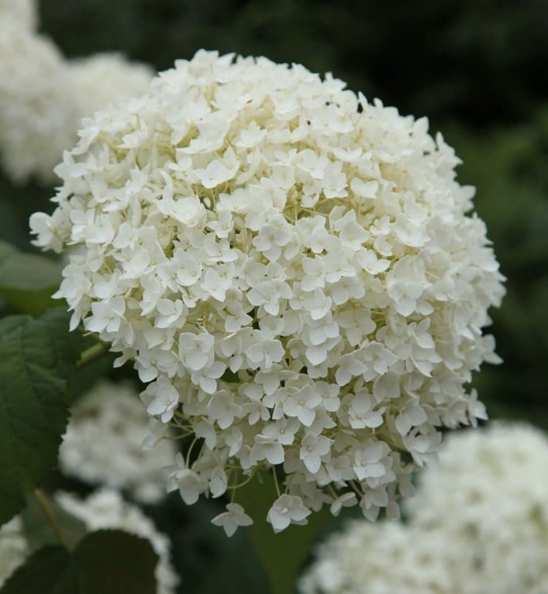 Shrubs